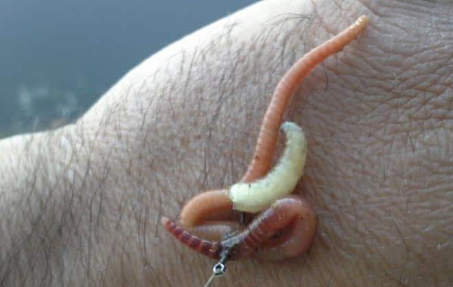 Успешная и эффективная рыбалка на карася: ловля весной, летом и осенью