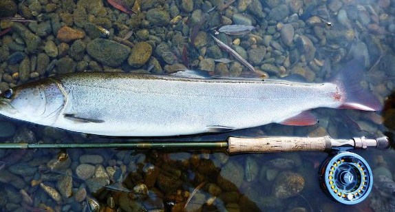 Рыба таймень: описание и фото, как ловить и приготовить