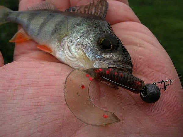 Азы мормышинга для начинающих: приманки, снасти, тактика ловли