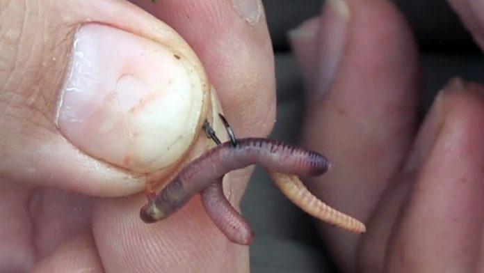 Как правильно насадить червя на крючок - наглядное фото и видео
