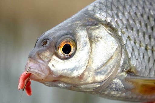 Ловля плотвы на поплавочную удочку: виды оснастки, поиск и тактика рыбалки