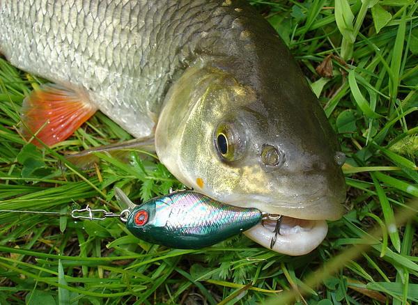 Ловля голавля осенью — лучшие снасти, приманки, наживки в сентябре, октябре, ноябре