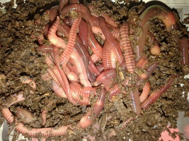 Как развести, сохранить и ароматизировать навозного червя для рыбалки