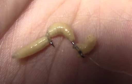 Как опарыша насадить на крючок и одеть на мормышку - наглядное фото