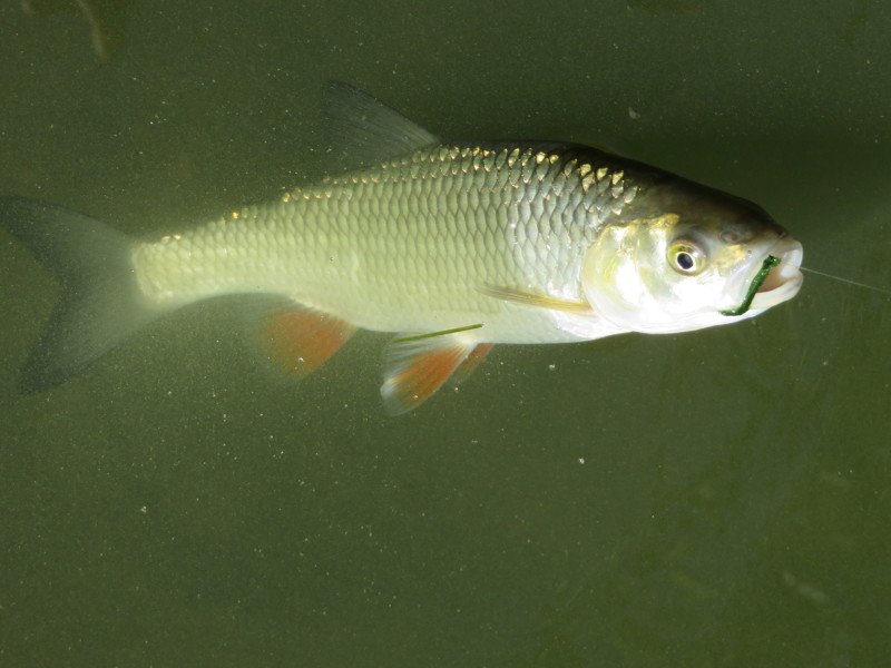 голавль на нитку