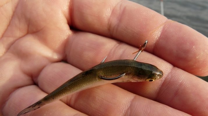 Как насадить живца на крючок, двойник, тройник - фото и советы