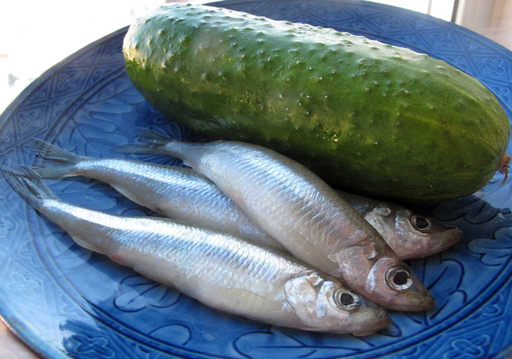 Как выглядит корюшка, виды писуча, где обитает рыба, как ее поймать и приготовить