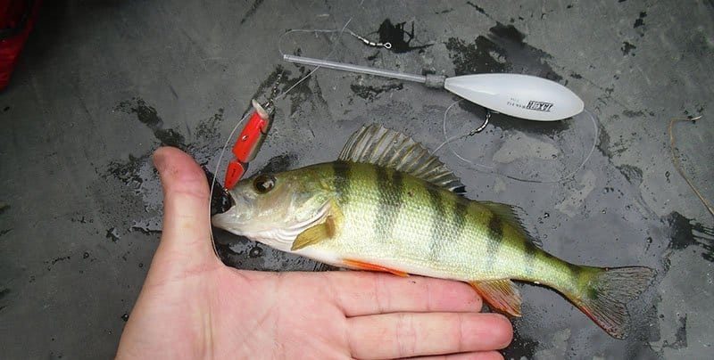 Рыболовная снасть бомбарда: монтаж оснастки, ловля на сбирулино