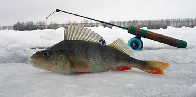 Выбор удочки для зимней рыбалки, лучшие удильники для подледного лова
