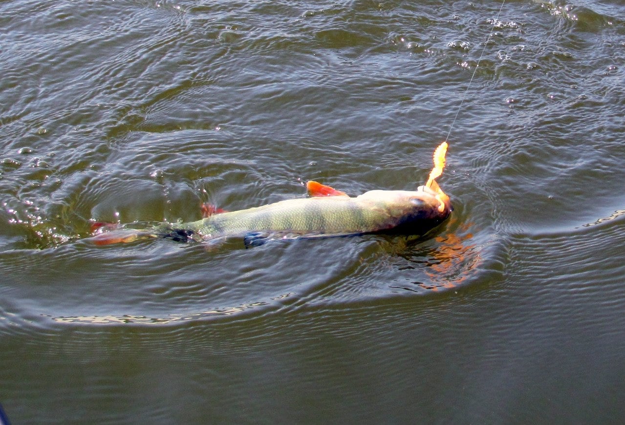 Ловля окуня в Ленинградской области - уникальные отчеты, советы и фото