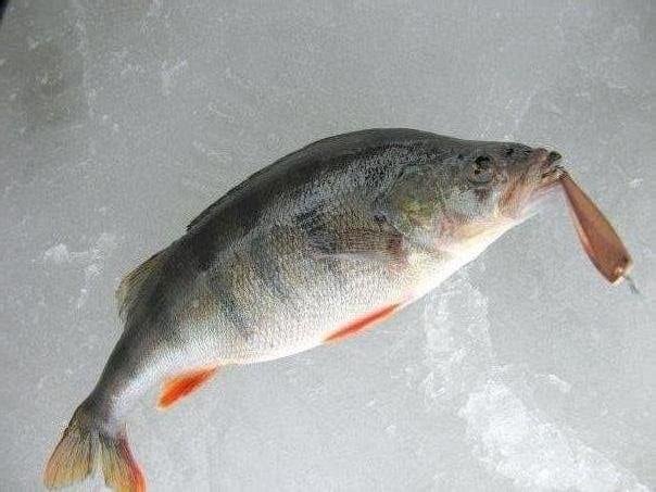 Ловля окуня в Ленинградской области - уникальные отчеты, советы и фото