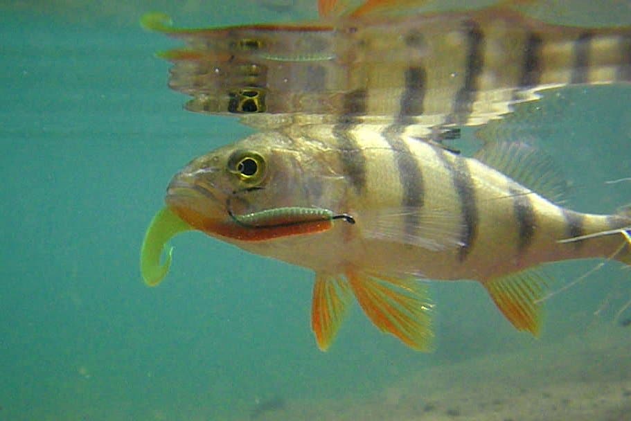 Ловля окуня в Ленинградской области - уникальные отчеты, советы и фото