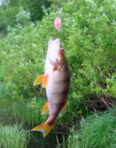 Рыбалка на Кольском полуострове - реальный фото отчет и карта рыболовных мест