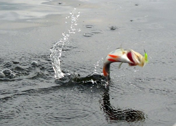 Ловля окуня в Ленинградской области - уникальные отчеты, советы и фото