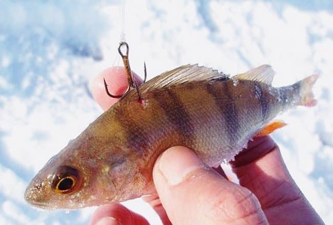 Ловля налима зимой на жерлицы: виды оснастки с фото, установка