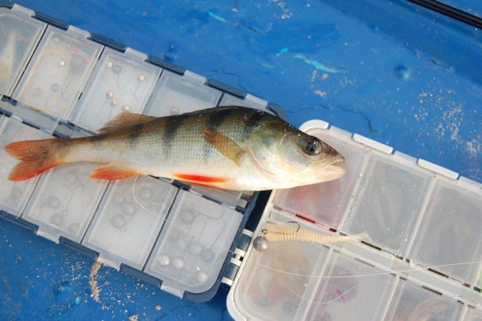 Особенности наноджиговой ловли: снасть, оснастка, приманки, техника