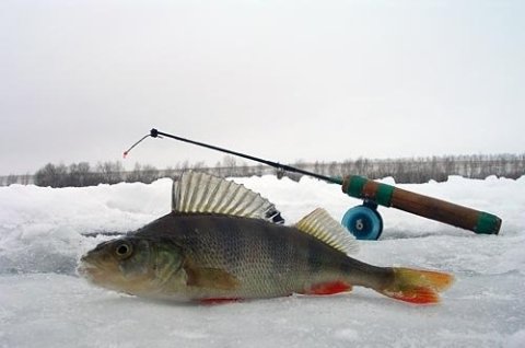 Ловля на черта зимой: как привязать мормышку, техника и советы по ловле рыбы