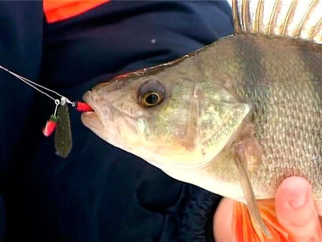 Зимняя ловля окуня на балду: техника, проводки, изготовление своими руками