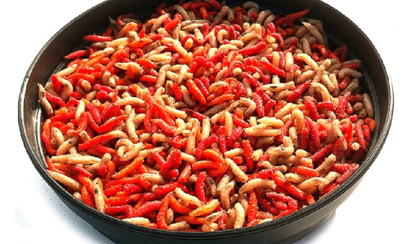 Ловля уклейки на поплавочную удочку весной, летом и осенью