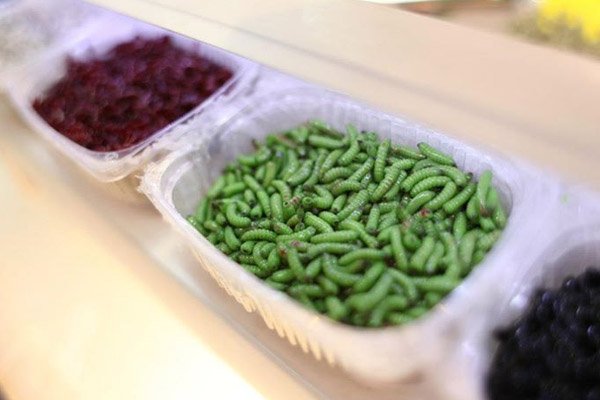 Как развести, сохранить и ароматизировать опарыша для рыбалки