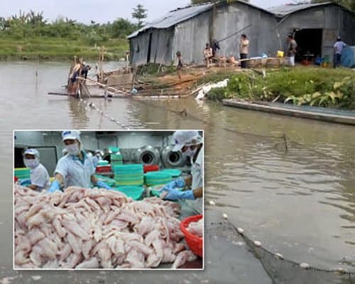 Что за рыба пангасиус, польза и вред, как выбрать и приготовить филе