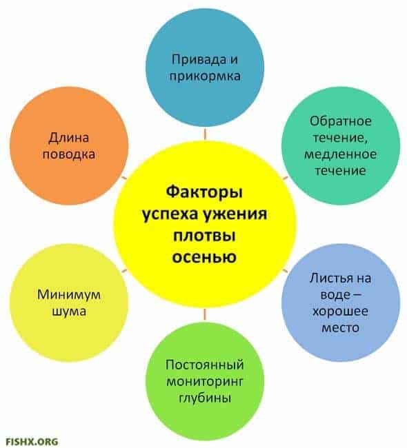 Плотва осенняя, ее повадки и ловля в сентябре, октябре и ноябре