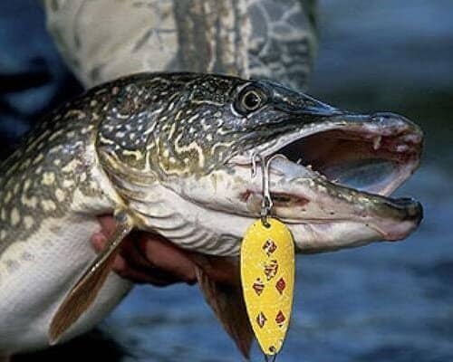 Как правильно ловить на блесну щуку: выбор и проводка вертушек и колебалок