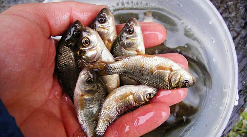 Как насадить живца на крючок, двойник, тройник - фото и советы