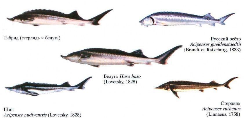 Как выглядит рыба стерлядка: описание с фото, как вкусно приготовить