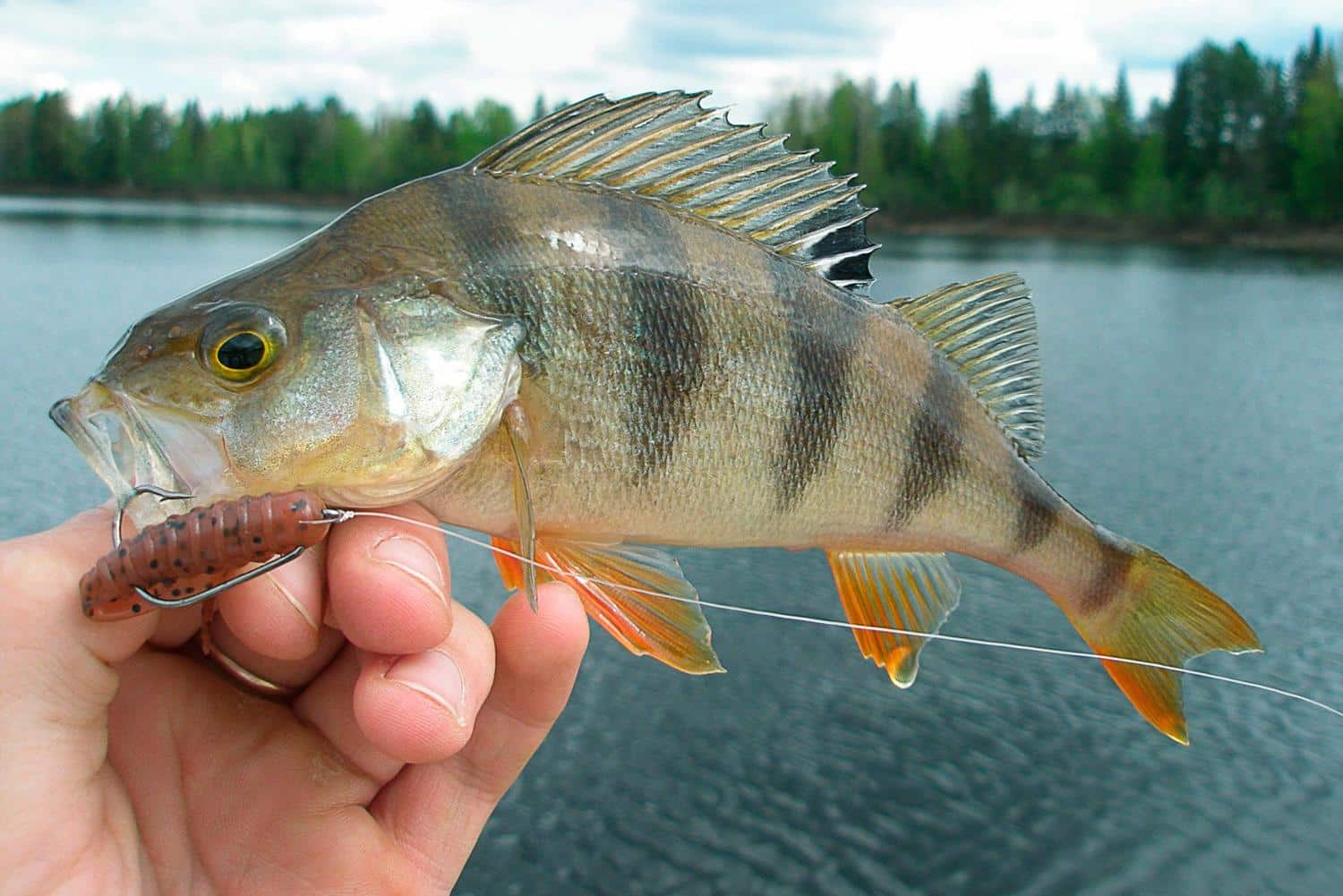 Ловля окуня на отводной поводок: монтаж, секреты проводки