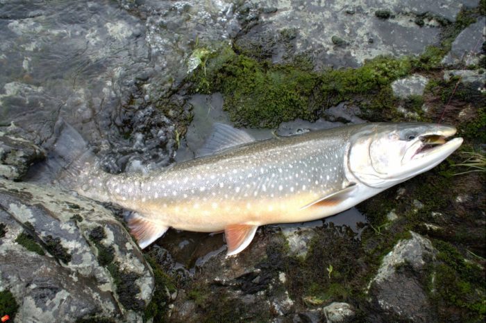 Рыба голец - фото и описание, где обитает, как ловить и готовить