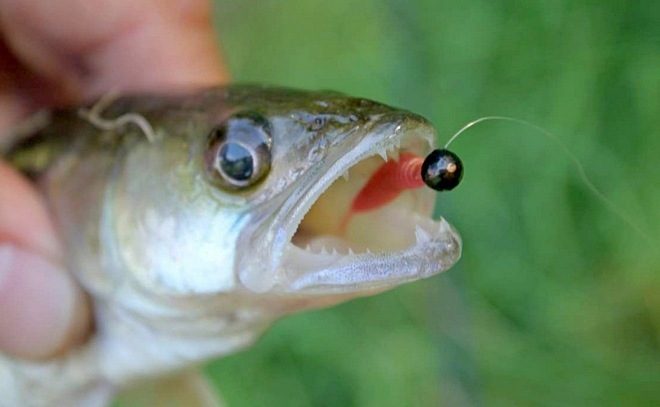 Азы мормышинга для начинающих: приманки, снасти, тактика ловли