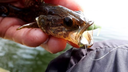 Ловля ротана осенью на спиннинг и другие снасти