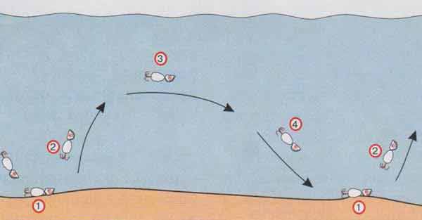 Лучшие блесны на щуку: ТОП-50 лучших вертушек, колебалок, цикад, пилькеров