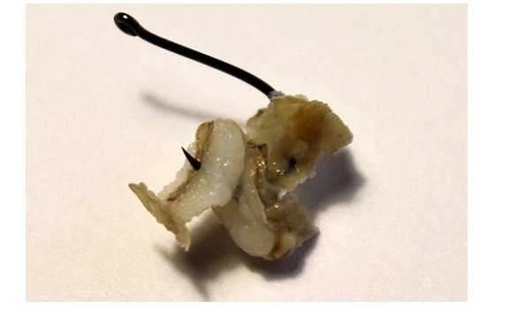 Как сварить и запарить перловку для рыбалки: рецепты прикормки и насадки