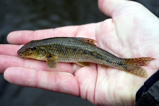 Ловля щуки на живца осенью с берега и лодки: поплавок, донка, кружки