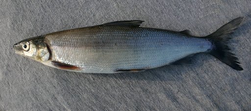 Рыбалка на Кольском полуострове - реальный фото отчет и карта рыболовных мест