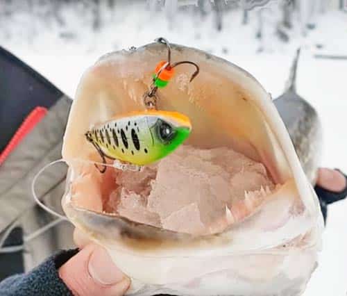 Ловля щуки зимой на ратлины - как выбрать и как ловить