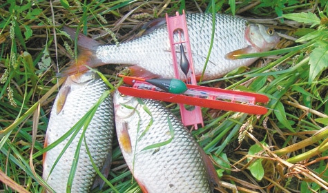 Ловля плотвы на поплавочную удочку: виды оснастки, поиск и тактика рыбалки