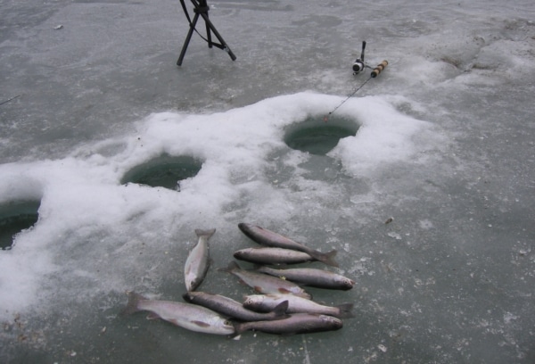 Ловля форели зимой на жерлицы и поставушки