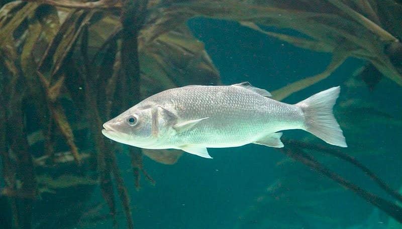 Что нужно знать про рыбу сибас: как выглядит и как приготовить морской волк