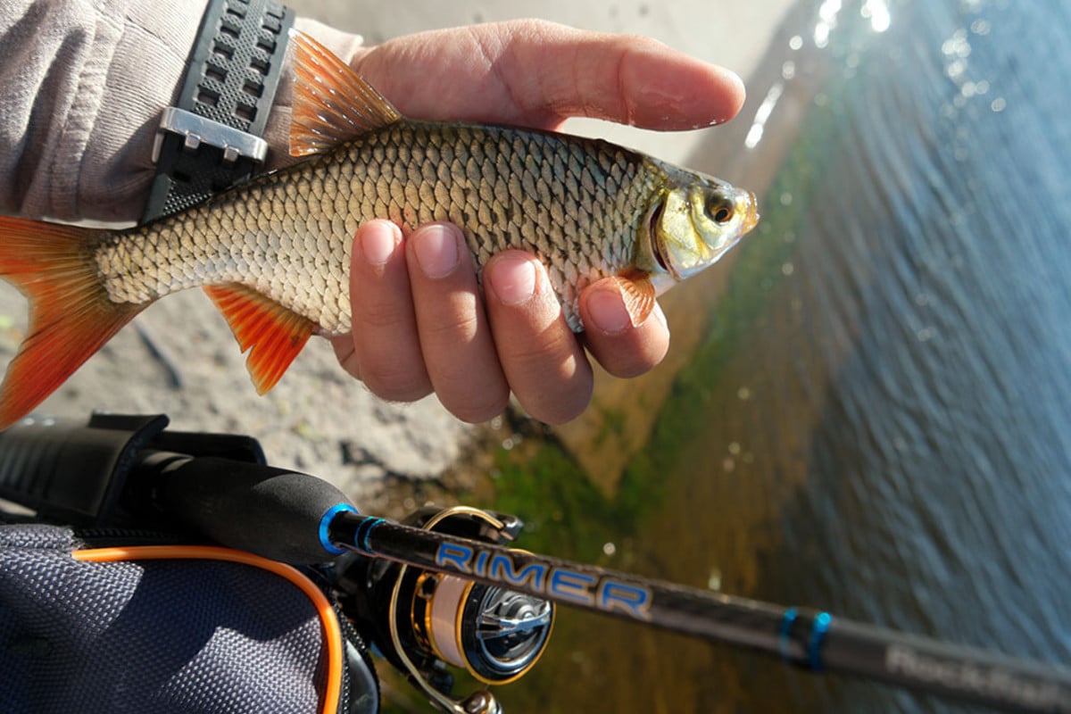 Выбор катушки для мормышинга: требования, топ-20 лучших моделей