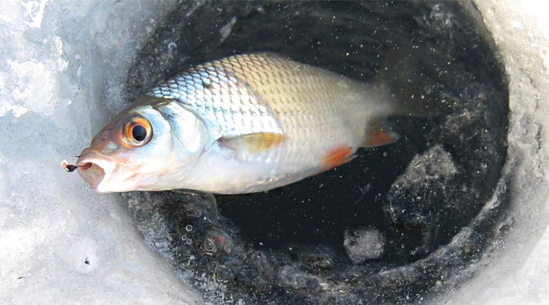 Зимняя прикормка на плотву: лучшие рецепты для разных условий