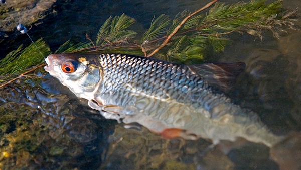 Ловля плотвы на поплавочную удочку: виды оснастки, поиск и тактика рыбалки