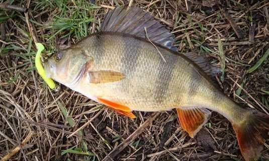 Окунь осенью: повадки и ловля в сентябре, октябре и ноябре