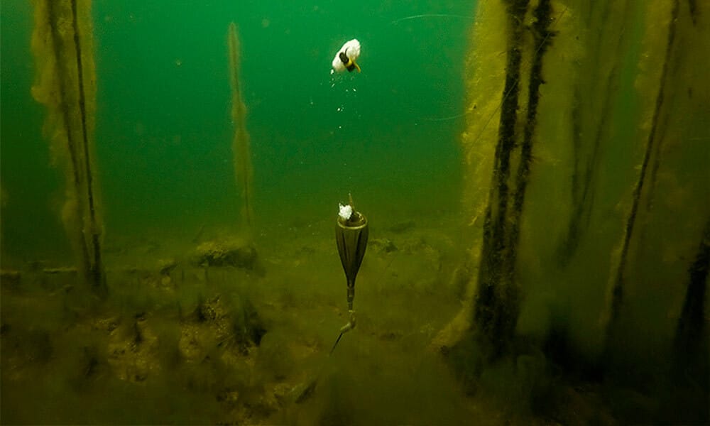 Как связать оснастку Зиг-Риг и как использовать на водоеме при ловле карпа