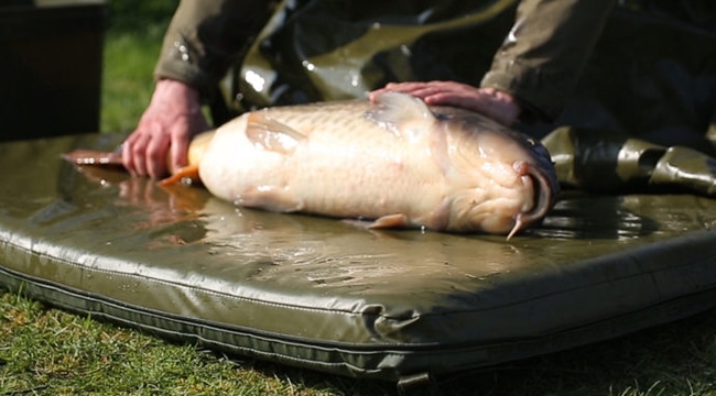 Карповый мат и другая экипировка для безопасности карпа