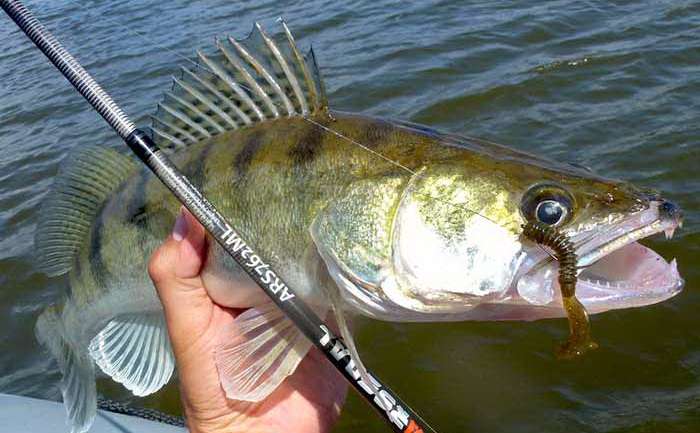 Ловля судака на отводной поводок: способы и схемы монтажа с фото, подача и проводка