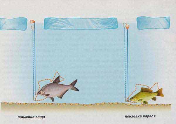 Секреты ловли карася зимой со льда: поиск на пруду и реке, сбор снасти, на что клюет