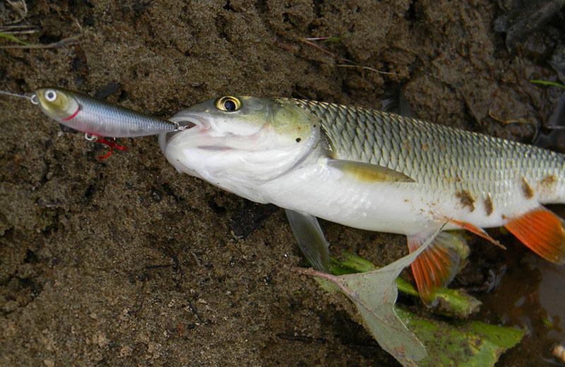 Лучшие воблеры на жереха: ТОП-60 минноу, кренков, шэдов для шереспера